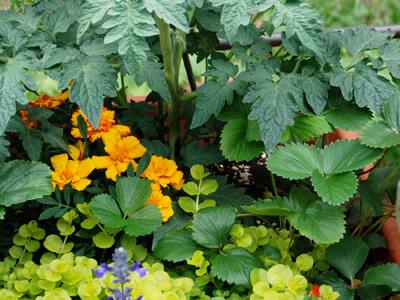 Grow a Nutritious Garden in a Pot
